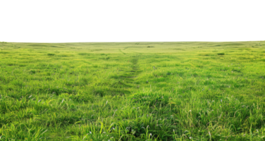 AI generated Expansive lush green field with a clear horizon on transparent background - stock png. png