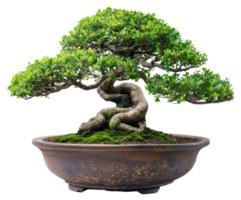 AI generated Mature juniper bonsai tree in a ceramic pot on transparent background - stock png. png