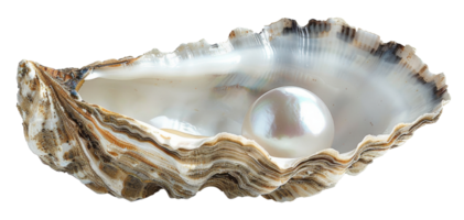 AI generated Lustrous pearl nestled within a natural oyster shell on transparent background - stock png. png