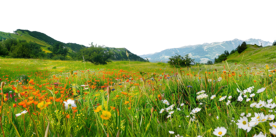 AI generated Vibrant alpine meadow blooming with colorful wildflowers on transparent background - stock png. png