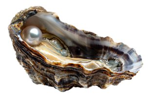 AI generated Lustrous pearl nestled within a natural oyster shell on transparent background - stock png. png