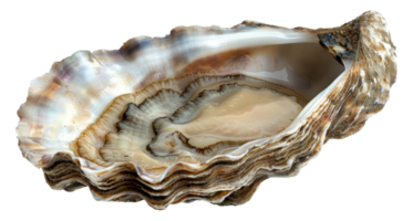 AI generated Lustrous pearl nestled within a natural oyster shell on transparent background - stock png. png