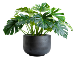 AI generated Monstera plant with glossy leaves in modern grey pot on transparent background - stock png. png