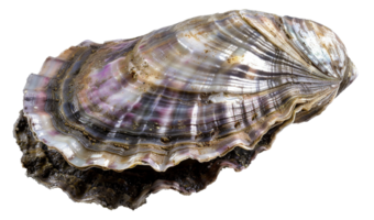 AI generated Variegated texture of a natural oyster shell on transparent background - stock png. png