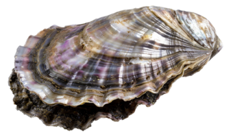 ai généré panaché texture de une Naturel huître coquille sur transparent Contexte - Stock png. png