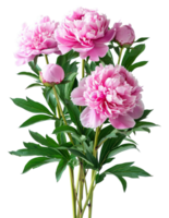 AI generated Soft pink peonies in full bloom with green leaves on transparent background - stock png. png