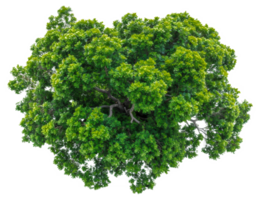 ai generiert üppig Grün Baum mit dicht Laub auf transparent Hintergrund - - Lager png. png