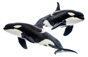 ai generiert majestätisch Paar von Orcas Schwimmen im Ozean Tiefe auf transparent Hintergrund - - Lager png. png