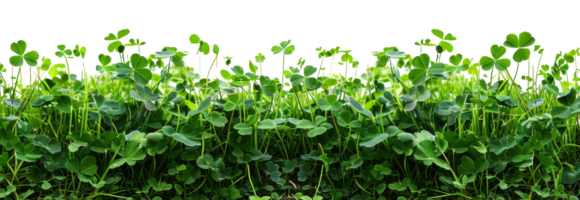 AI generated Lush green clover field symbolizing growth and luck on transparent background - stock png. png