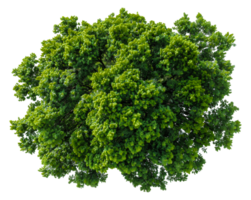 ai generato lussureggiante verde albero con denso fogliame su trasparente sfondo - azione png. png