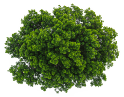 AI generated Lush green tree with dense foliage on transparent background - stock png. png