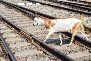 View of train Railway Tracks from the middle during daytime at Kathgodam railway station in India, Train railway track view, Indian Railway junction, Heavy industry photo