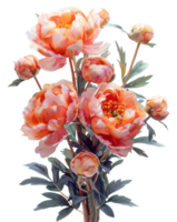 AI generated Bright orange peonies with delicate petals and lush foliage on transparent background - stock png. png