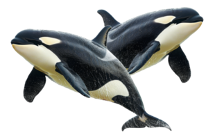 AI generated Pair of orcas swimming together in the ocean on transparent background - stock png. png