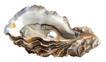 AI generated Lustrous pearl nestled within a natural oyster shell on transparent background - stock png. png