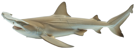 AI generated Hammerhead shark swimming gracefully in the ocean on transparent background - stock png. png