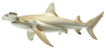 AI generated Hammerhead shark swimming gracefully in the ocean on transparent background - stock png. png