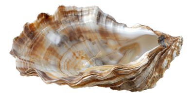 AI generated Variegated texture of a natural oyster shell on transparent background - stock png. png