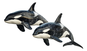 AI generated Pair of orcas swimming together in the ocean on transparent background - stock png. png