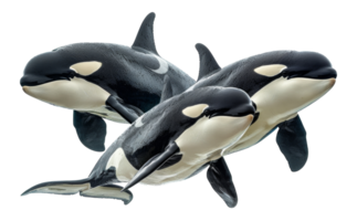 ai generado trío de orcas nadando juntos en el Oceano en transparente antecedentes - valores png. png