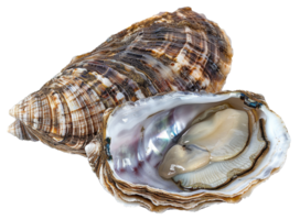 AI generated Lustrous pearl nestled within a natural oyster shell on transparent background - stock png. png