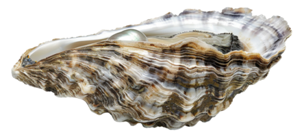 AI generated Variegated texture of a natural oyster shell on transparent background - stock png. png