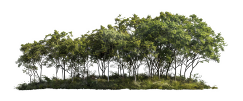 AI generated Serene forest glade with lush green trees and underbrush on transparent background - stock png. png