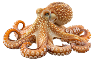 AI generated Vibrant underwater octopus on transparent background - stock png. png