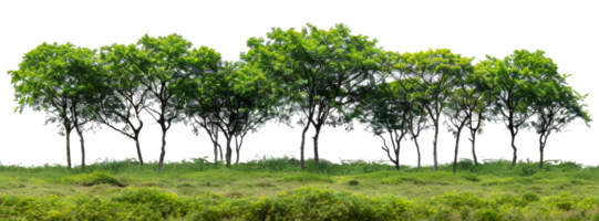 AI generated Serene forest glade with lush green trees and underbrush on transparent background - stock png. png