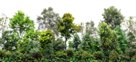 AI generated Dense tropical forest edge teeming with lush greenery and vibrant foliage on transparent background - stock png. png