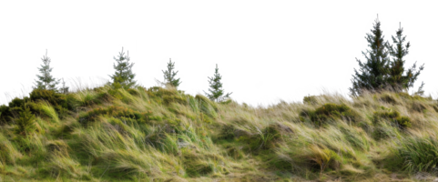 AI generated Windswept grassy hill with evergreen trees and wild landscape on transparent background - stock png. png