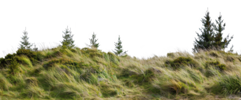 ai gegenereerd winderig met gras begroeid heuvel met groenblijvend bomen en wild landschap Aan transparant achtergrond - voorraad png. png