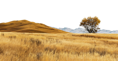 AI generated Solitary tree in a vast golden field under clear skies on transparent background - stock png. png