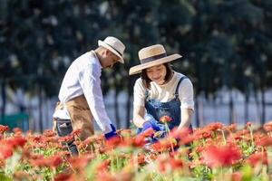 Team of Asian farmer and florist is working in the farm while cutting zinnia flowers using secateurs for cut flower business in his farm for agriculture industry concept photo