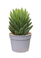 Senecio and sedum succulent houseplant in pot isolated on white background for small garden and drought tolerant plant photo