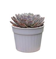 Echeveria red velvet succulent houseplant in pot isolated on white background for small garden and drought tolerant plant photo