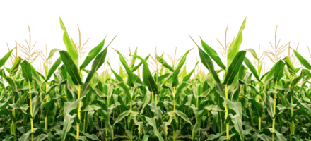 AI generated Lush cornfield on transparent background - stock png. png