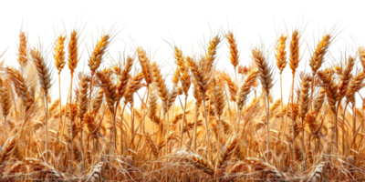AI generated Golden ripe wheat field ready for harvest in agriculture on transparent background - stock png. png