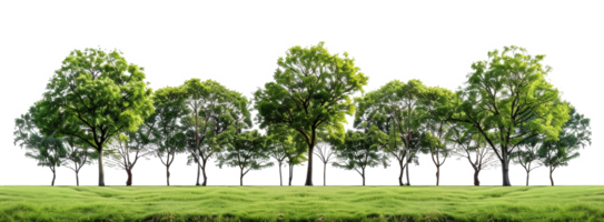 AI generated Row of deciduous trees on a lush green meadow on transparent background - stock png. png