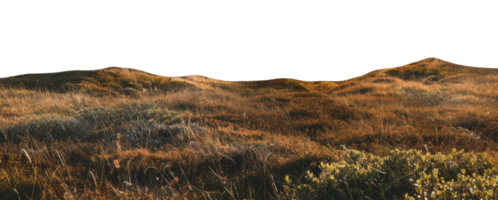 AI generated Golden wild grassland on transparent background - stock png. png