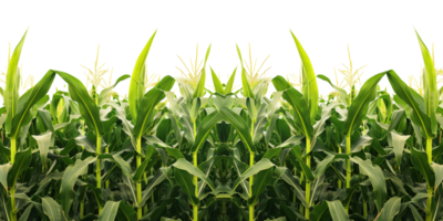 AI generated Lush green cornfield with rows of tall maize plants in summer on transparent background - stock png. png