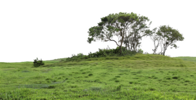 AI generated Solitary tree on a rolling green hill on transparent background - stock png. png