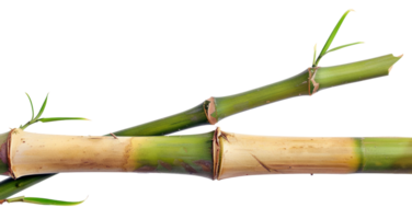 AI generated Green bamboo branch with leaves on transparent background - stock png. png