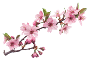 AI generated Pink cherry blossoms on branch on transparent background - stock png. png