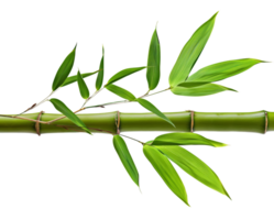 AI generated Green bamboo branch with leaves on transparent background - stock png. png