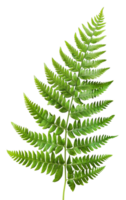 AI generated Green fern leaf isolated on black background on transparent background - stock png. png