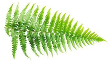 AI generated Green fern leaf isolated on black background on transparent background - stock png. png