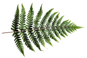 AI generated Green fern leaf isolated on black background on transparent background - stock png. png