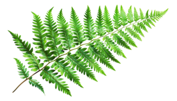 AI generated Green fern leaf isolated on black background on transparent background - stock png. png