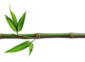 AI generated Green bamboo branch with leaves on transparent background - stock png. png